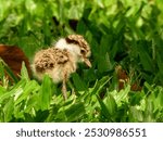 Masked Lapwing - Vanellus miles in Australia