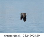 Masked Lapwing (Vanellus miles) flying over water.