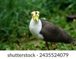 The masked lapwing or Vanellus miles. It has a black head with striking yellow combs on either side of the neck, giving it a masked appearance.