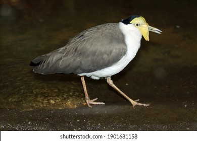 Masked Lapwing (Vanellus Miles) In Indoor Aviary 