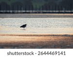 Masked Lapwing (Vanellus miles) at sunset, Narooma, NSW, April 2025