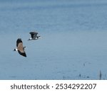 Masked Lapwings (Vanellus miles) flying together over water.