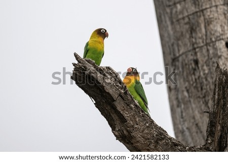 Masked lovebird in natural conditions on a tree on a summer day in a national park in Kenya ストックフォト © 