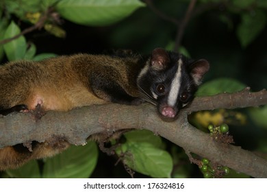 Masked Palm Civet