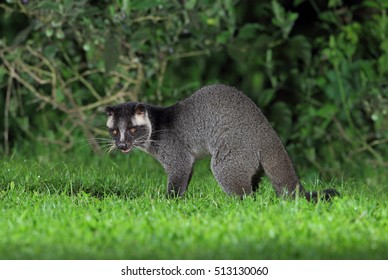 Masked Palm Civet