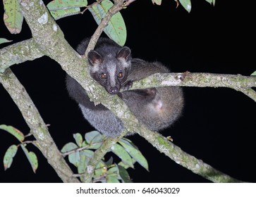 Masked Palm Civet