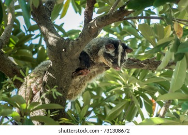 Masked Palm Civet