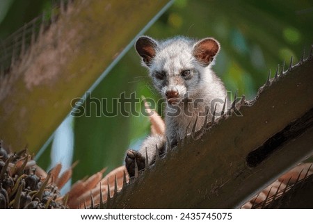 Masked palm civet or Paguma larvata