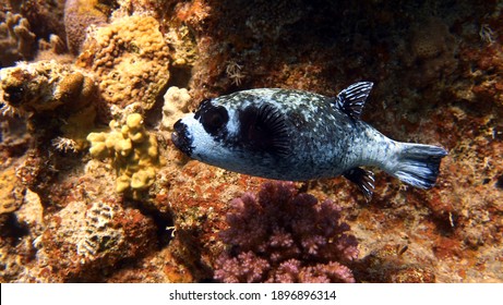 Masked Puffer Fish Swimming In The Red Sea Corals