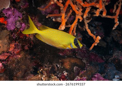 masked spinefoot, masked rabbitfish, bluelined rabbitfish, blue-lined spinefoot, decorated rabbitfish or maiden spinefoot (Siganus puellus) Papua, Indonesia