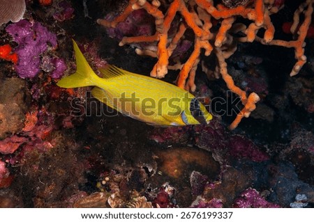 masked spinefoot, masked rabbitfish, bluelined rabbitfish, blue-lined spinefoot, decorated rabbitfish or maiden spinefoot (Siganus puellus) Papua, Indonesia