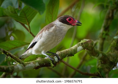 Passerines Images, Stock Photos & Vectors 