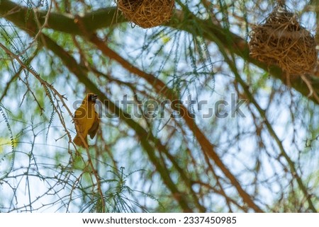 Masked weaver bird at Jeddah, Saudiarabia