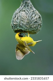Masked Weaver- Ploceus Velatus- hanging upside down from nest- South Africa