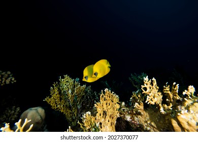 Masked Yellow Angelfish On Underwater Backgorund