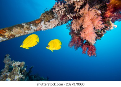 Masked Yellow Angelfish On Underwater Backgorund