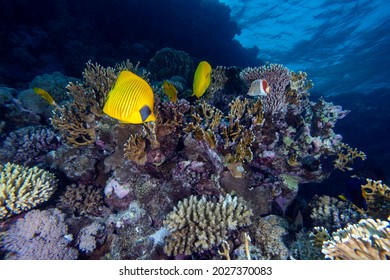 Masked Yellow Angelfish On Underwater Backgorund