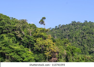 The Masoala Forest In Eastern Madagascar, UNESCO World Heritage