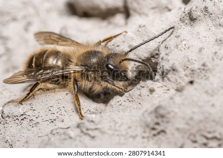 Mason Bee Crawling on Wall Macro Nature Close-Up