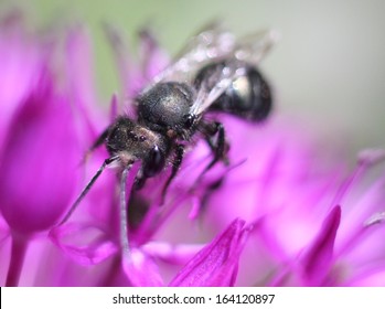 Mason Bee On Allium