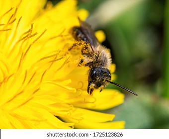 mason bee on dandelion flower