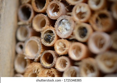 Mason Bees In My Mason Bee Hive