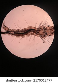 Masquito Larvae Is The Next Phase In The Masquito Life Cycle