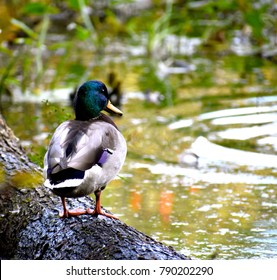 Mass Audubon's Broadmoor Wildlife Sanctuary