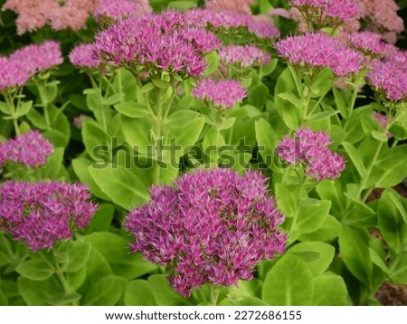A mass of bright pink clusters of Sedum "Autumn Joy" (Hylotelephium telephium) in full bloom, surrounded by vivid green leaves, as seen from slightly above