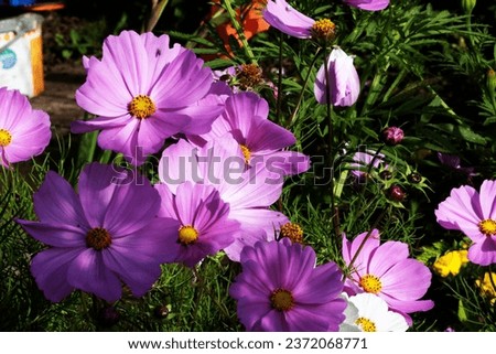 mass of Cosmos flowers in an English garden with allotment tools and beds in the background