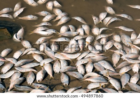 The mass death of fish in the state of Texas. The Colorado River