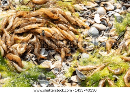 Mass death of shrimps floating of sea. ecological catastrophy