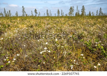 Mass flowering of Cloudberries (Rubus chamaemorus) in a transitional moor. Lapland, June