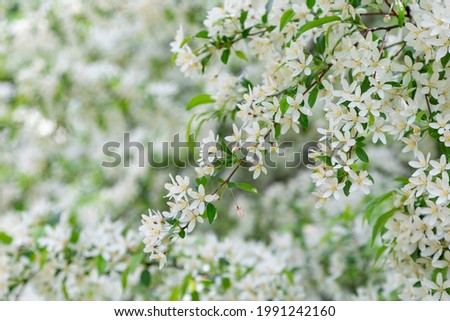 Mass flowering of ornamental apple trees in the park. Siberian crab apple, Manchurian crab apple or Chinese crab apple, Malus Baccata in blossom. White flowers growing on blooming tree in park. 
