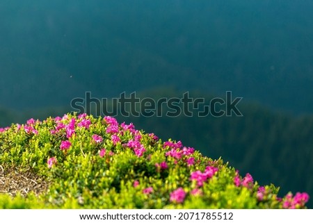 Mass flowering of rhododendron in the Carpathian Mountains. Flowering of wild Rhododendron myrtifolium on mountain slopes. The beauty of natural mountain landscapes. Location Carpathian, Ukraine.