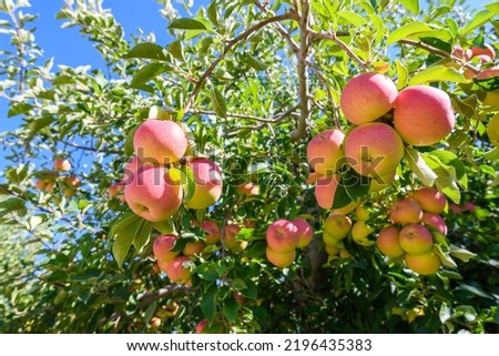 Mass of fresh Washington apples in an orchard ready to pick for domestic and international consumption