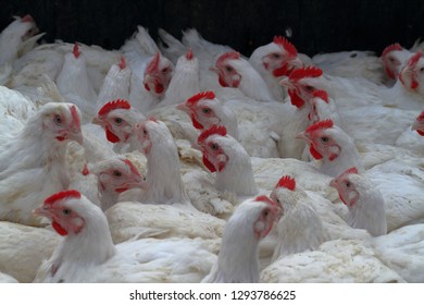 711 Mass livestock farming Images, Stock Photos & Vectors | Shutterstock