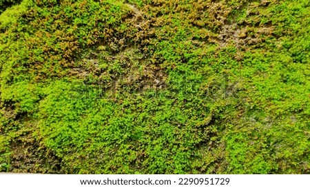 a mass of moss growing on a rock