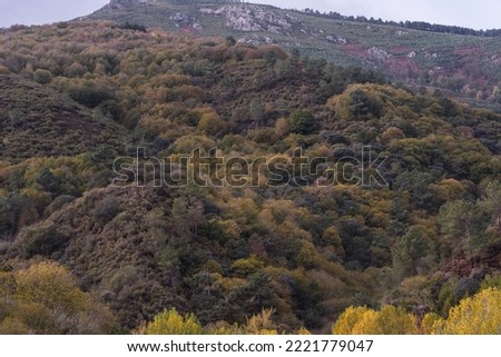 Mass of native forest in the mountains in Ribas do Sil, Galicia, Spain. autumn landscape