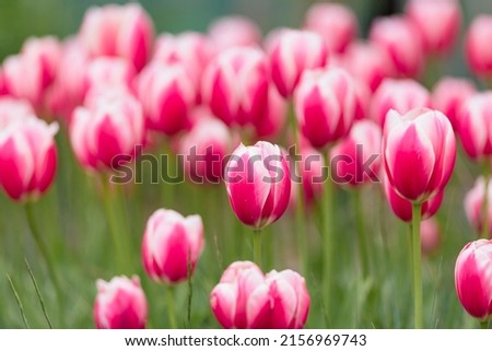 A mass of pink and white tulips