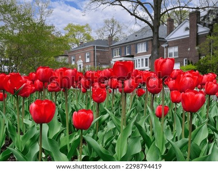 Mass planting of deep red tulips on a residential street