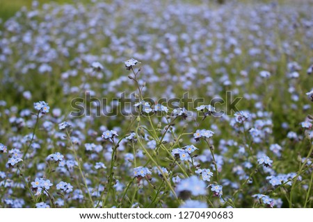 Mass planting of Forget-me-not
