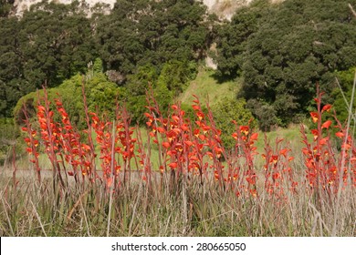 Mass Planting Of Gladiolus Dalenii - Previously Gladiolus Psittacinus Roadside And Under Coastal Cliffs, Western Bay Of Plenty, New Zealand 