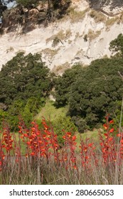 Mass Planting Of Gladiolus Dalenii - Previously Gladiolus Psittacinus Roadside And Under Coastal Cliffs, Western Bay Of Plenty, New Zealand 