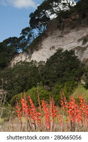 Mass Planting Of Gladiolus Dalenii - Previously Gladiolus Psittacinus Roadside And Under Coastal Cliffs, Western Bay Of Plenty, New Zealand 