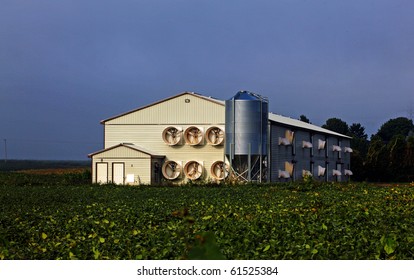 Mass Production Modern Poultry Farming Shed