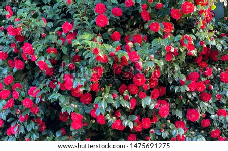 A mass of red camellia flowers against dark green is a colorful natural background texture.