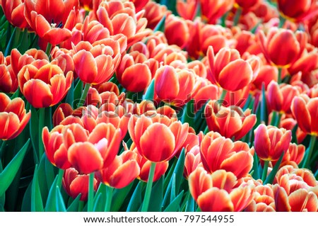 A mass of Red Yellow and Orange tulips in the garden show