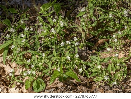 A mass of star chickweed on the forest floor in dappled sun. Many white flowers and leaves. Shirley Miller Wildflower Trail on Pigeon Mountain in Georgia. Horizontal color photo. 