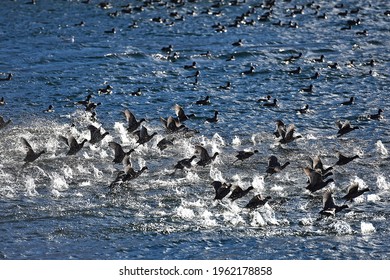 Mass Start Of Water Birds At Traunsee, Austria, Europe